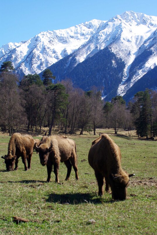 На лугу ... - Андрей Любимов