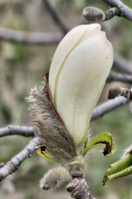 Магнолия - Михаил Свиденцов