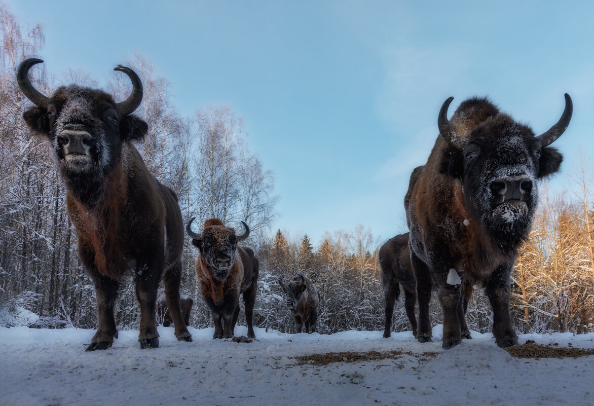 В боевом построении - Дмитрий Шишкин