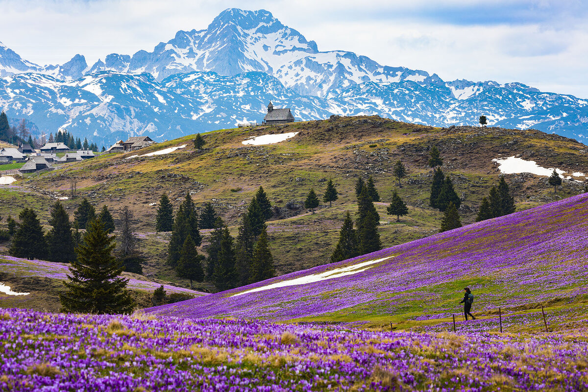 Цветение крокусов - Сергей Титов