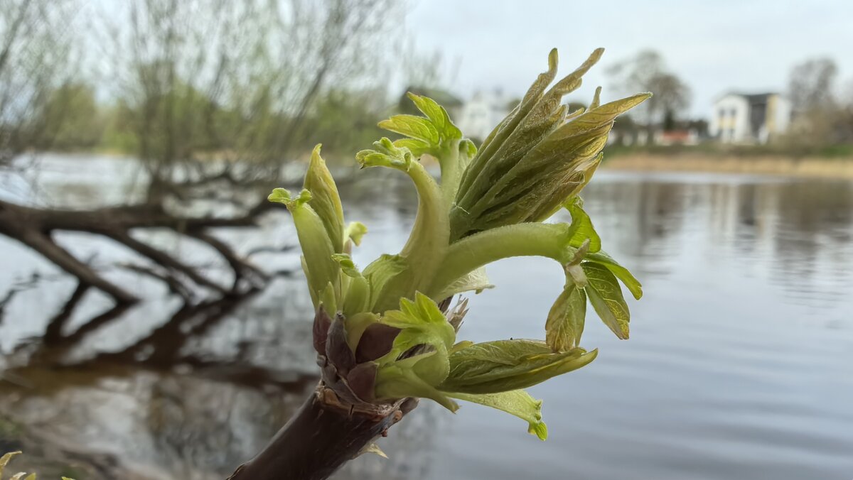 ***пробуждение*** - Olga Oskolkova