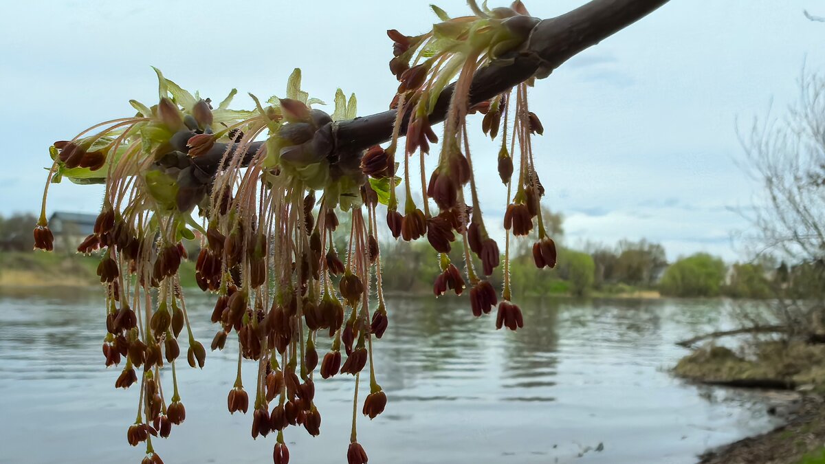 ***цветок клена*** - Olga Oskolkova