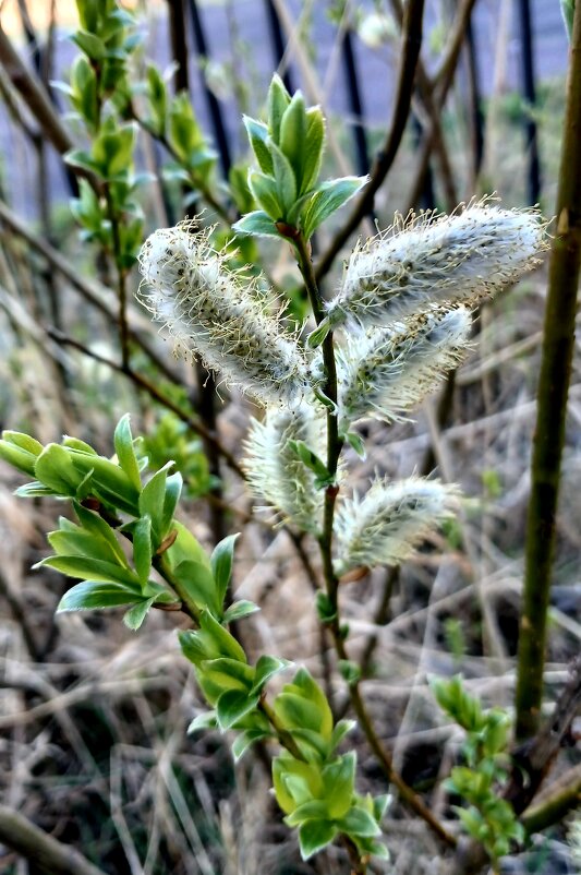 Природа в апреле - Наталья Герасимова