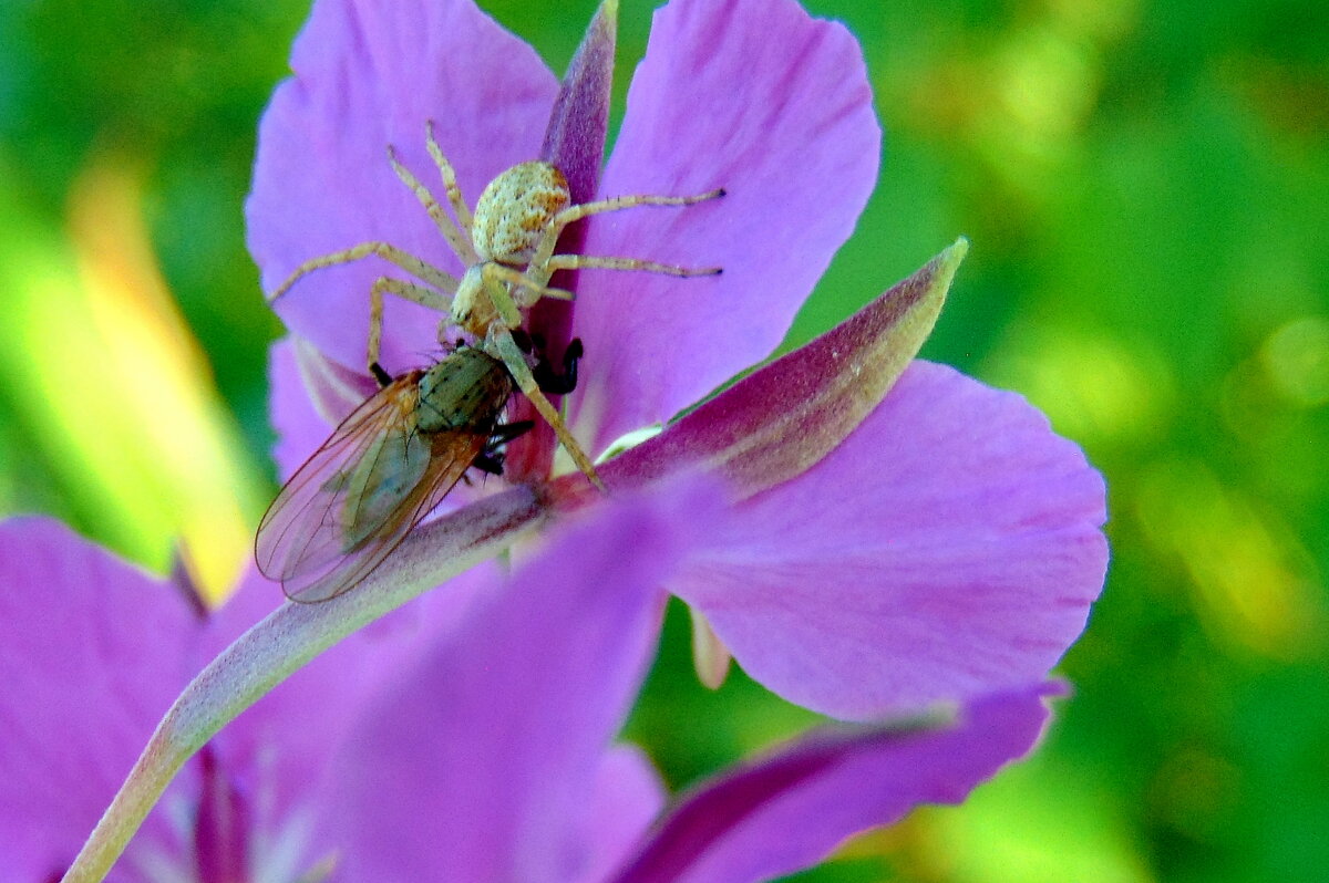 Смертельная хватка. - nadyasilyuk Вознюк