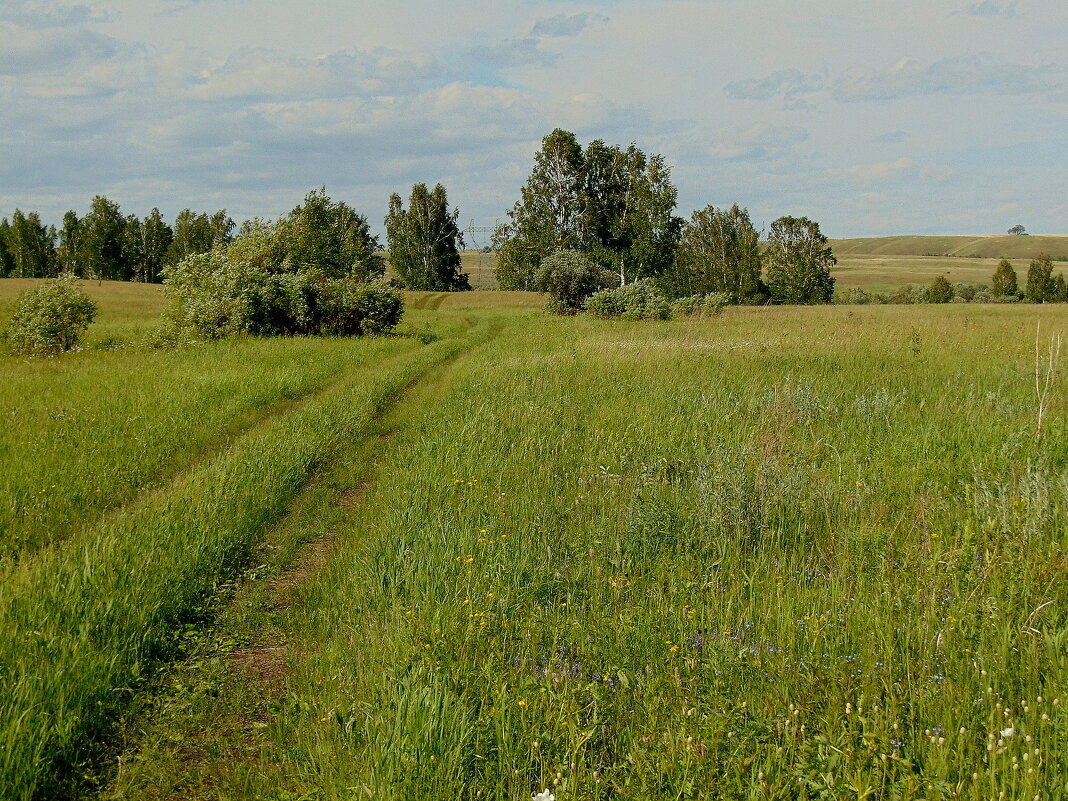 Дорога полевая. - nadyasilyuk Вознюк