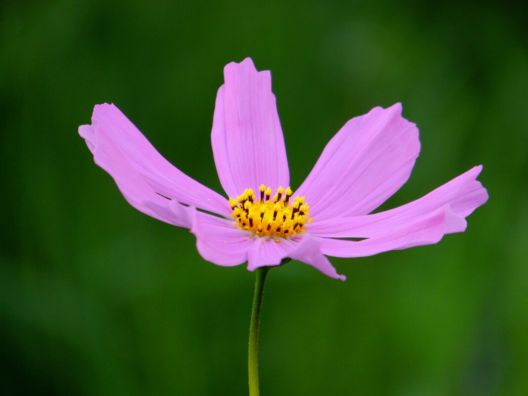 Космея. - nadyasilyuk Вознюк