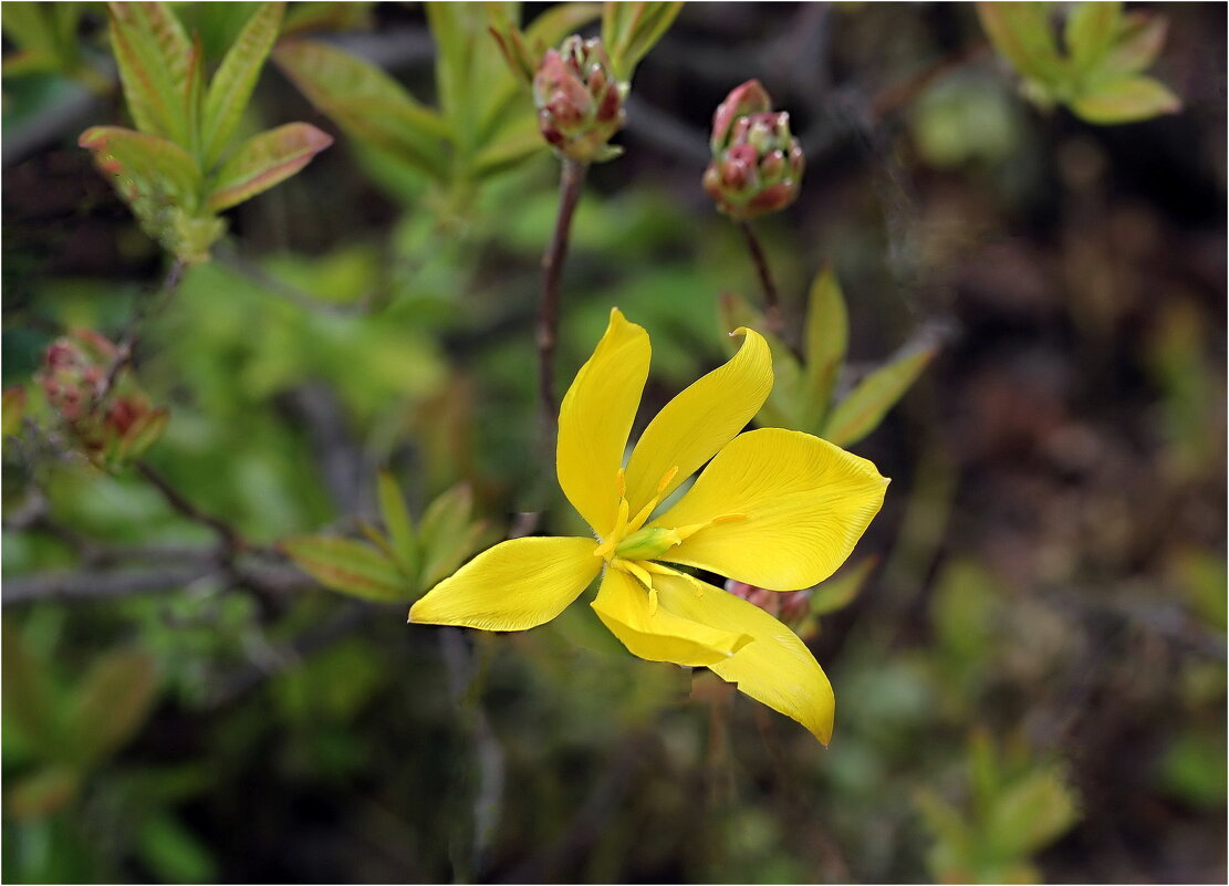 Тюльпан - ZNatasha -