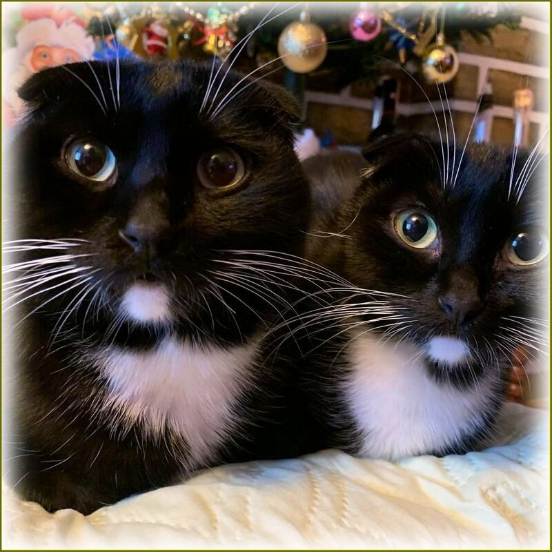 Братик и сестричка . - Валентина Надсон