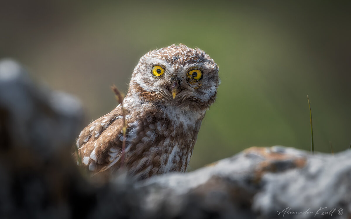 Прятки - Александр К.