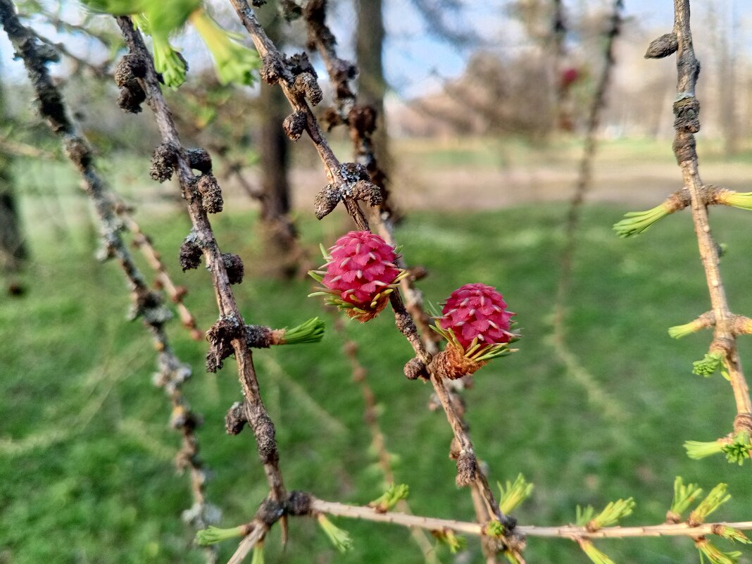 Лиственница - Сапсан 