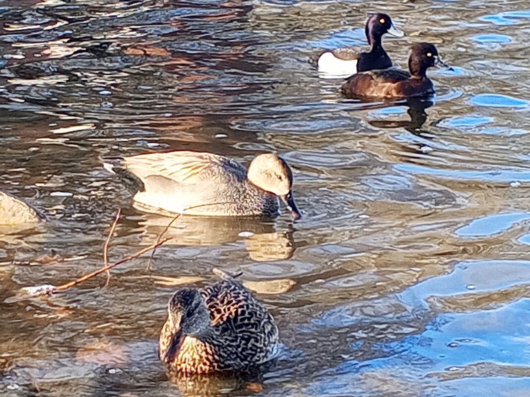 Утки - Сапсан 