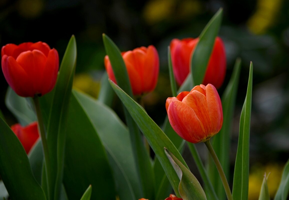 Весеннее наслаждение - Татьяна Евдокимова