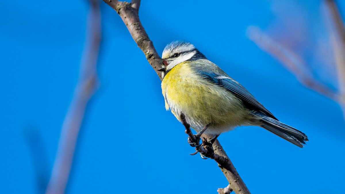 Лазоревка - Владимир Лазарев