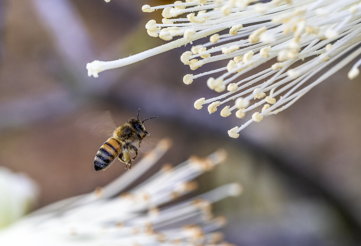 Весна. - Alexander Amromin