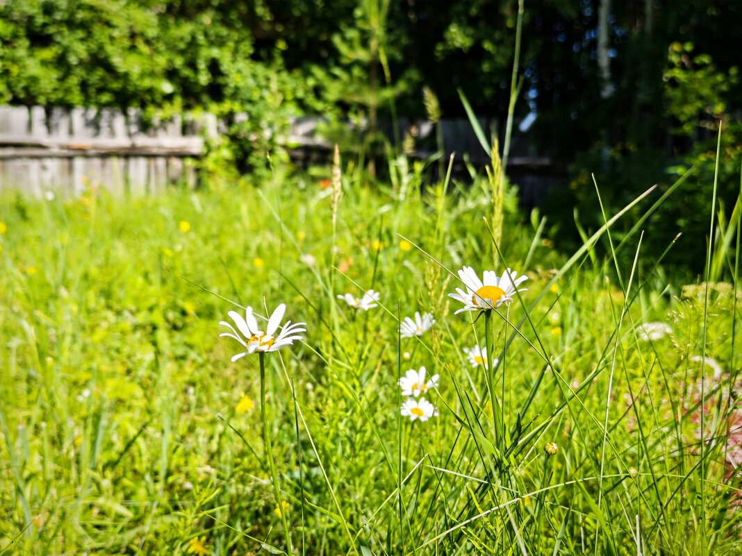 На полянке - Александр 