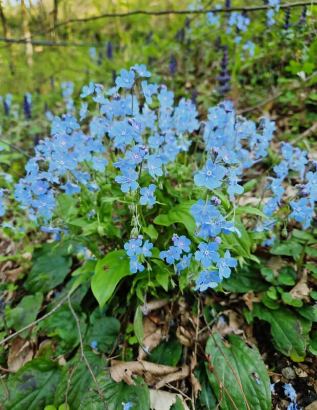 Пупочник каппадокийский - Tata Wolf