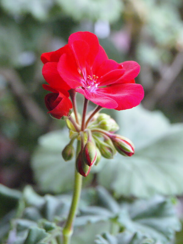 Соцветие герани красной. - сергей ермошкин
