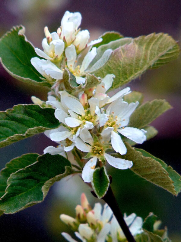 Так цветёт ирга. - nadyasilyuk Вознюк