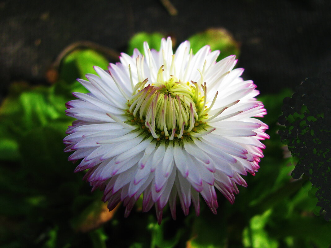 Во всей красе - Людмила Смородинская