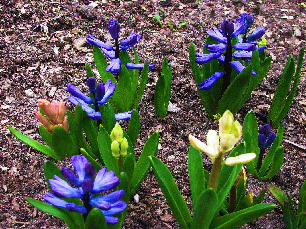 Красота в саду - Людмила Смородинская