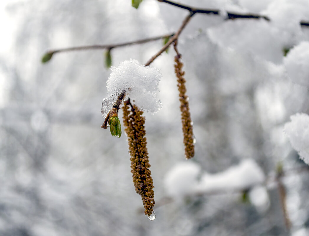 Сережка орешника в зимней шапке - Сергей Цветков