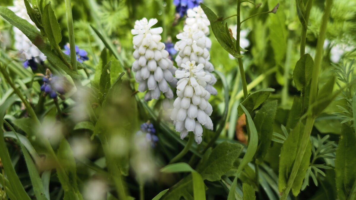 Белые мускарики - Мариша Тим