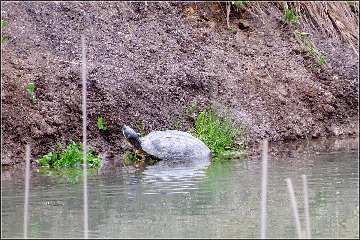 а берег сильно крут - Сеня Белгородский