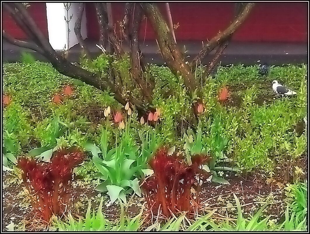 Цветы у дома - Ольга Довженко