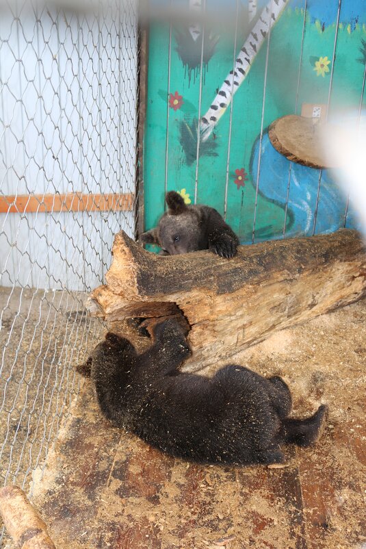 Спасённые медвежата - Ольга 