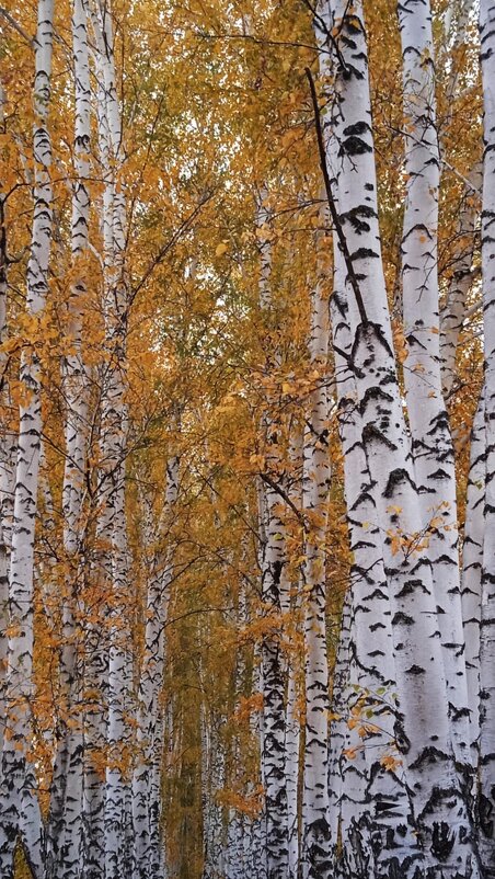 октябрь в берёзовой аллее - Елена Шаламова