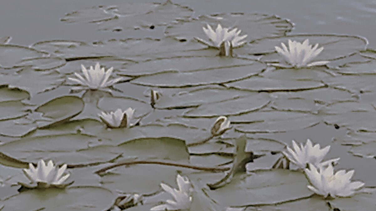 Усманка - Елена Шаламова