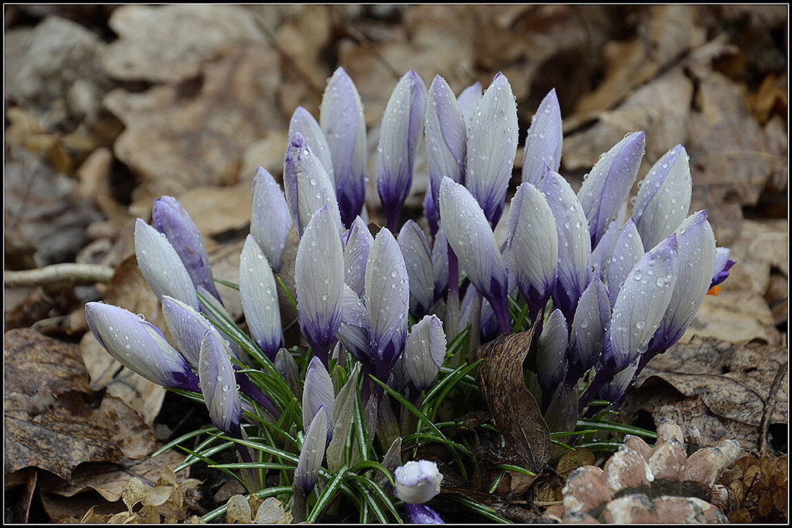 Первенцы Весны... - Aleksandr Gal