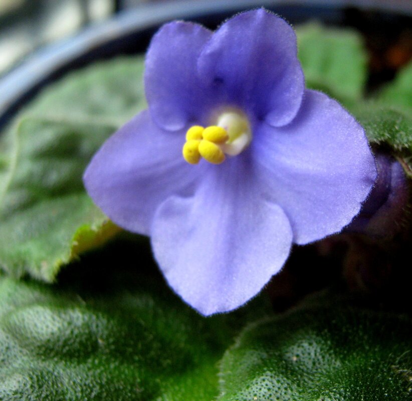 Фиалка - Елена Семигина