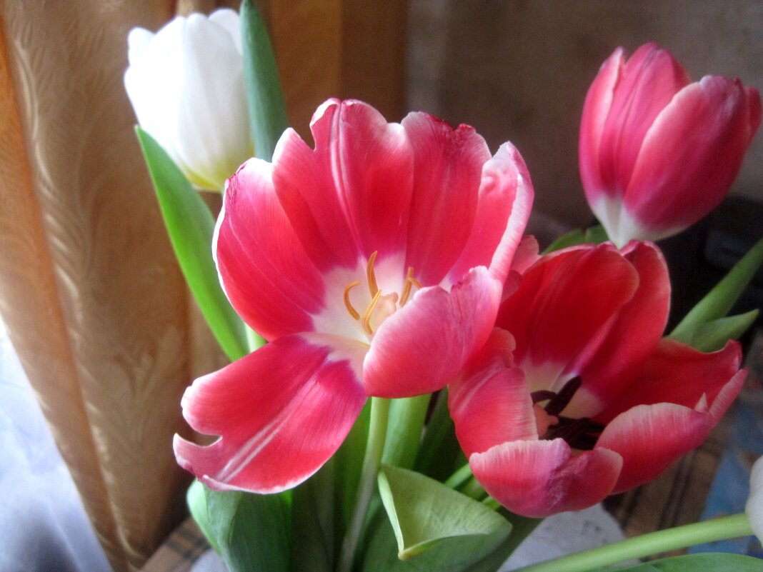 Тюльпаны - Елена Семигина