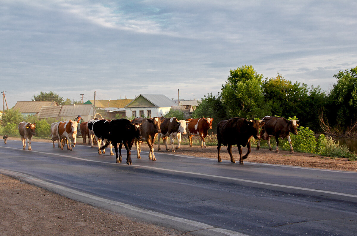 Бол. Глушица. Самарская область. Утро - MILAV V