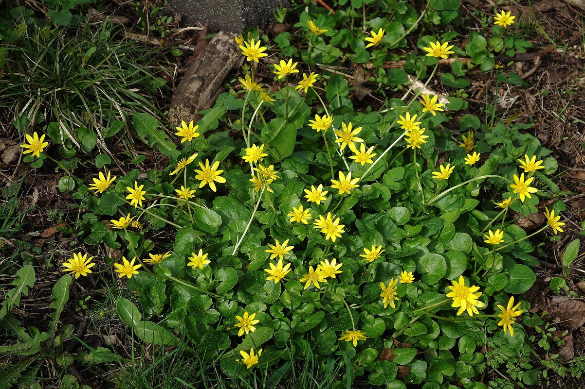 Чистяк весенний - Рита Симонова