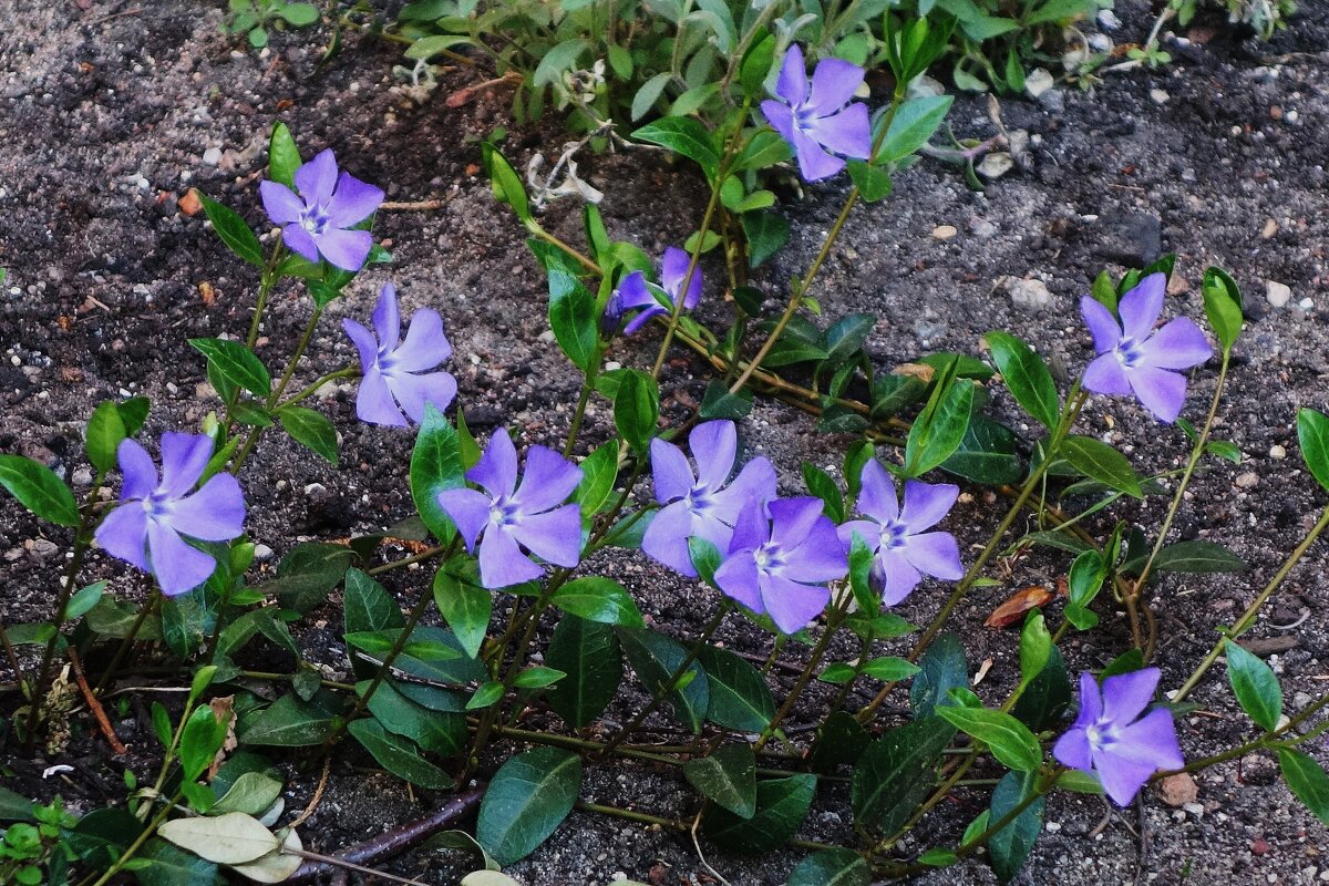 Барвинок - Рита Симонова