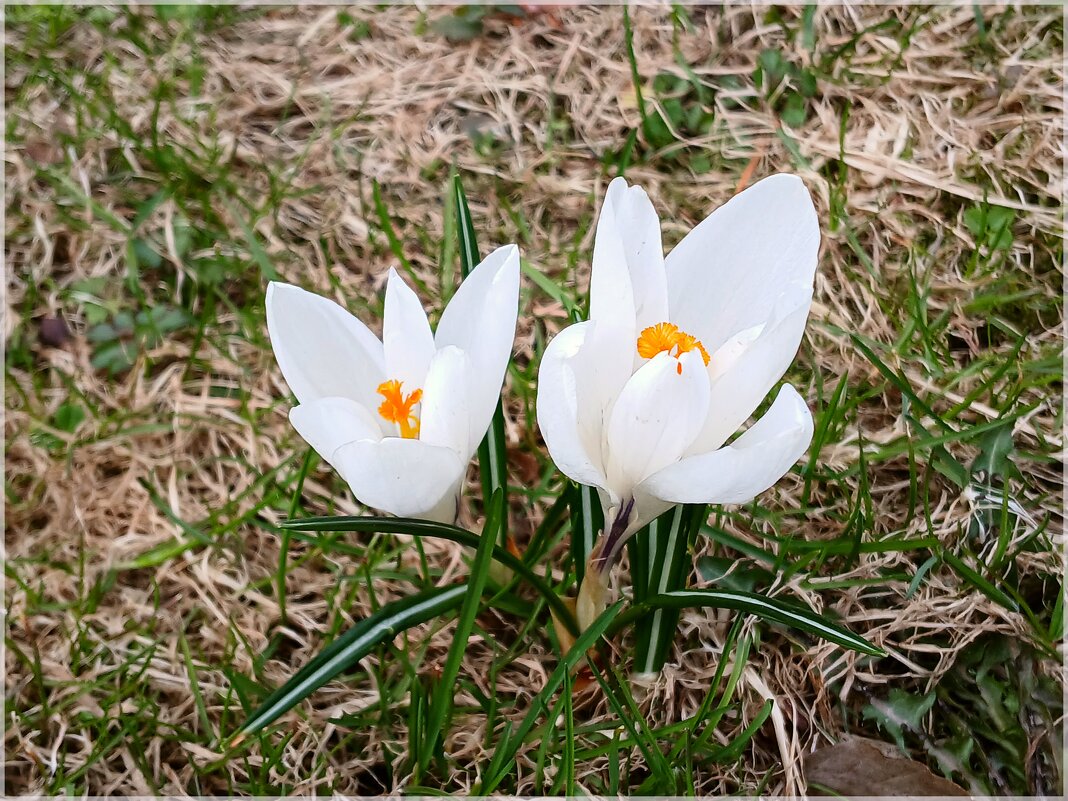 Нежные и белоснежные - Лия ☼