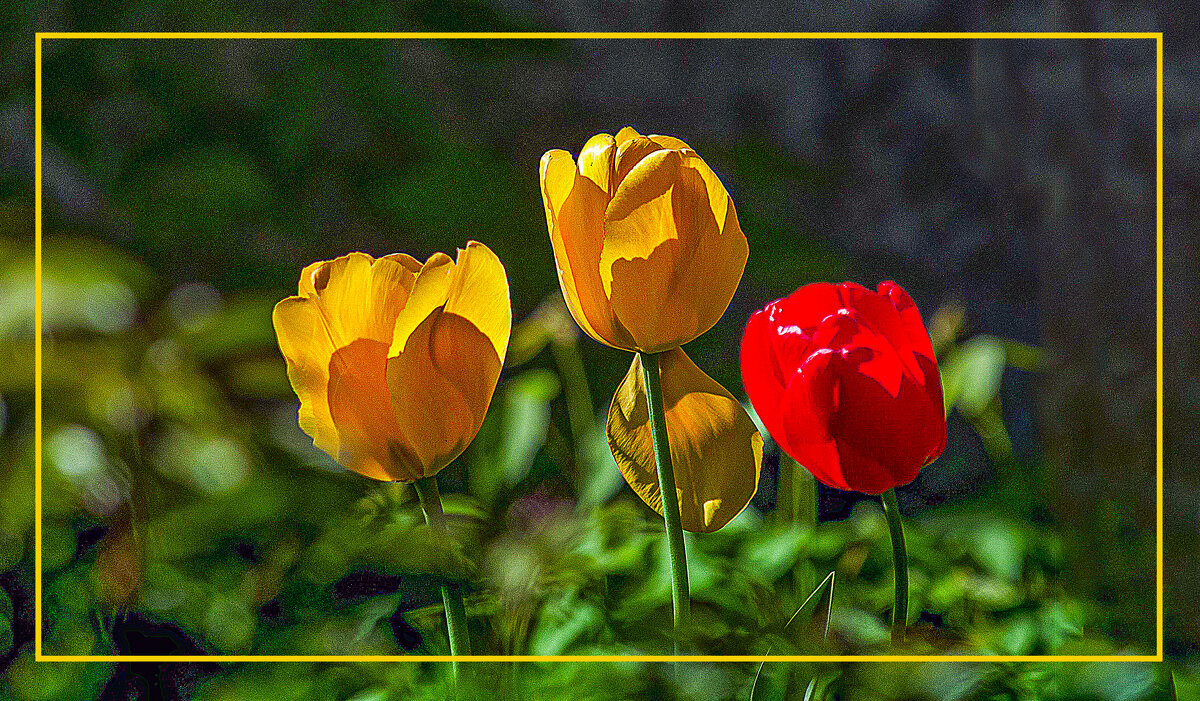 ТЮЛЬПАНЫ - Владимир Кроливец