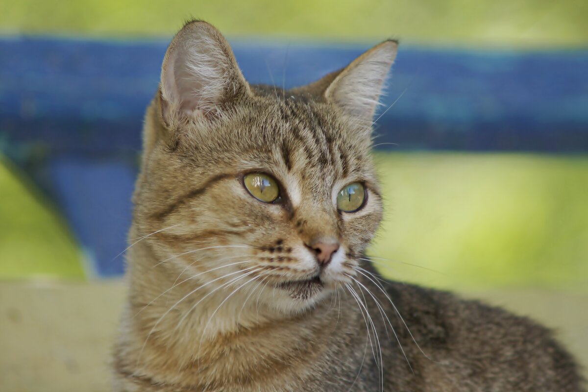 Взгляд - Олег Кабанец