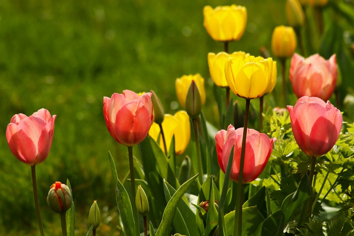 Доброе утро - Юрий. Шмаков