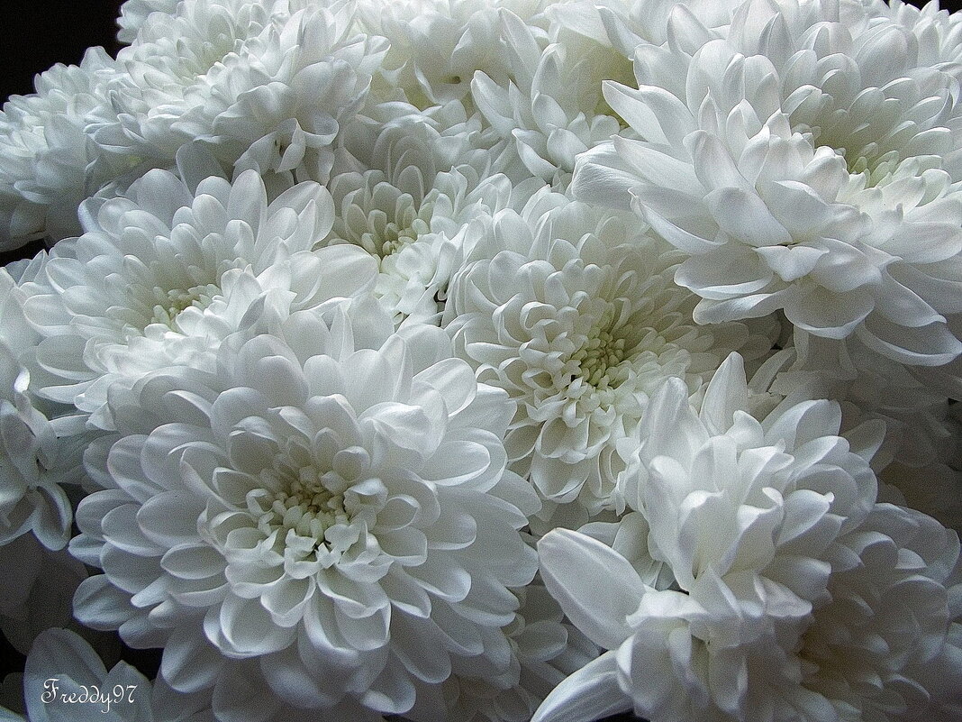 Хризантемы - Freddy 97