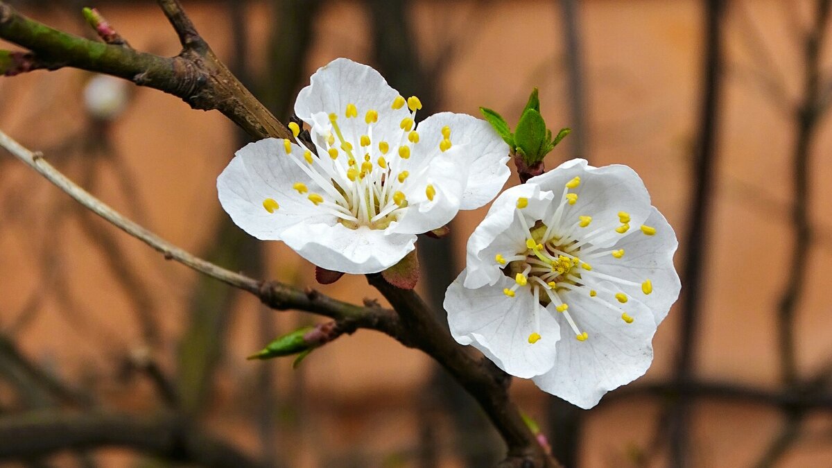 Цвет фруктовых деревьев в городе. - Милешкин Владимир Алексеевич 