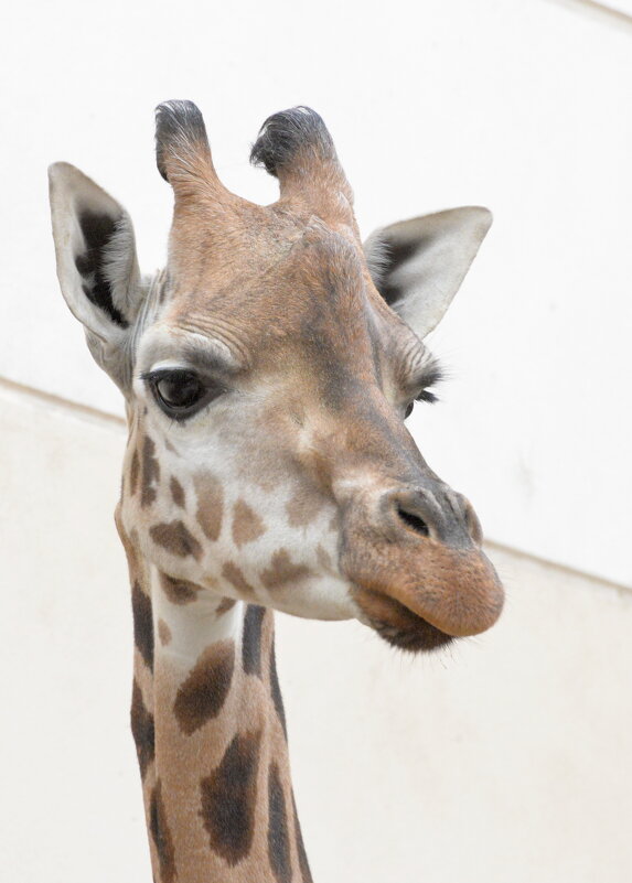 лейпциг2026 - Алексей Короткевич