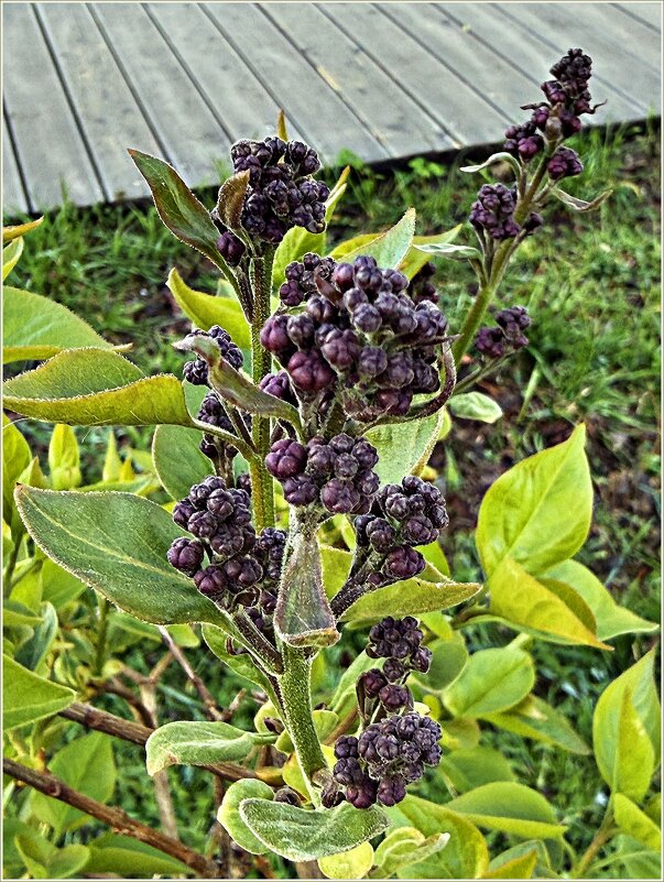 Скоро расцветёт сирень! - Валерия Комова