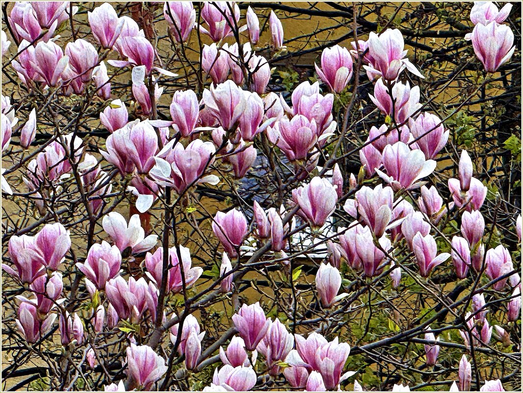 Прекрасная магнолия. - Валерия Комова