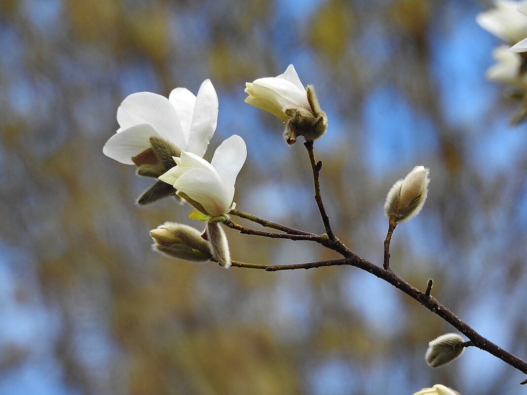 магнолия - ИННА ПОРОХОВА