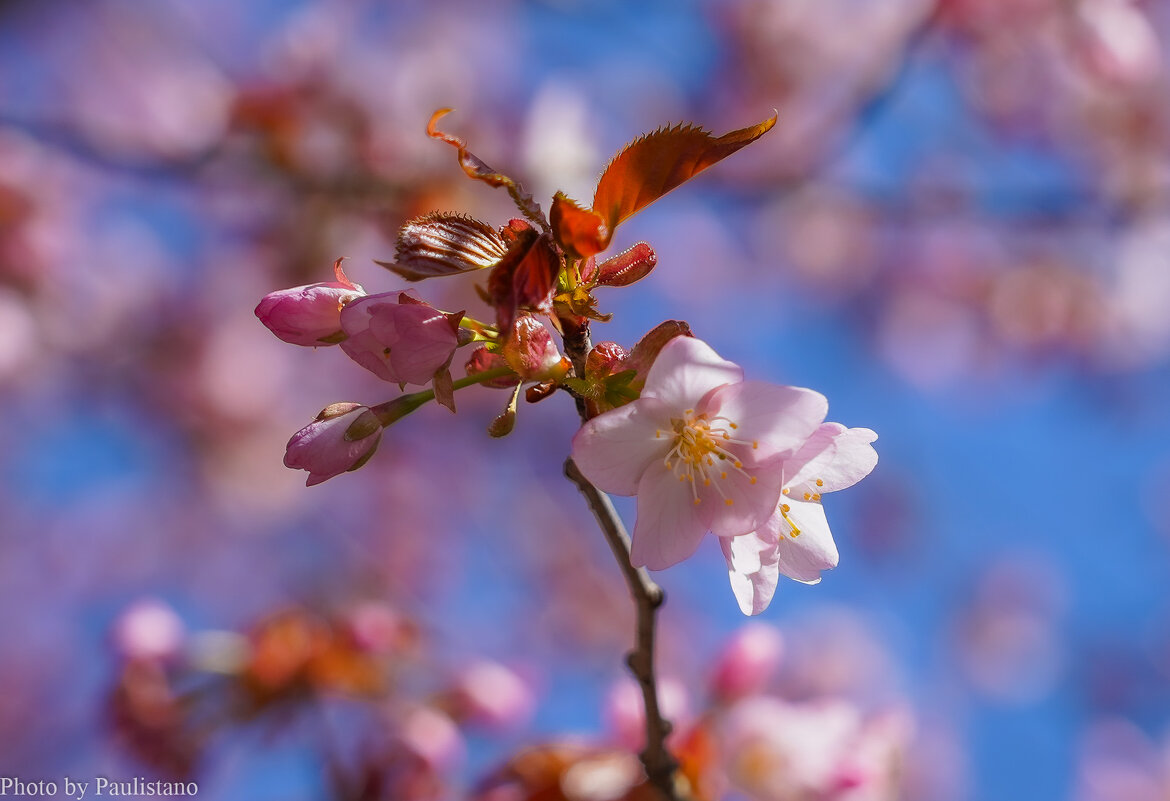 Цветущий апрель... - Владимир Жданов