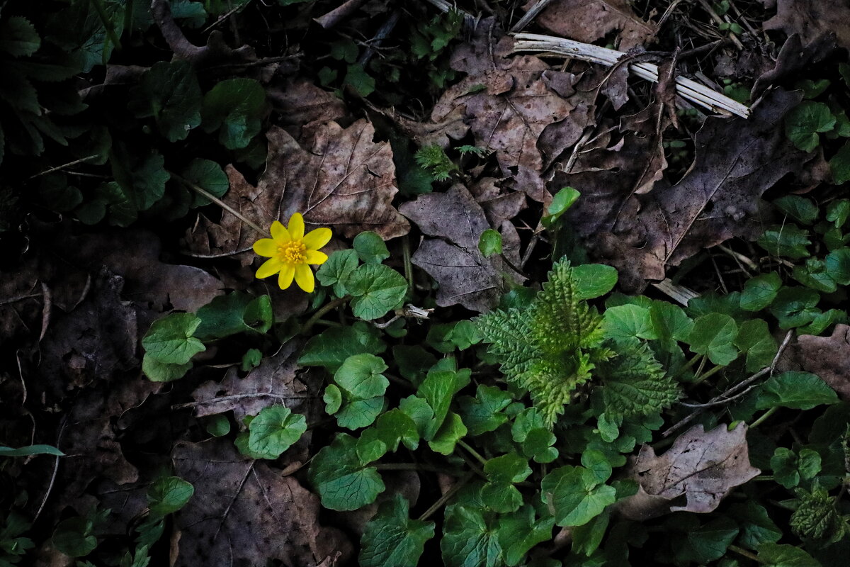 обои на рабочий стол(весна) - Артём Евтюхов