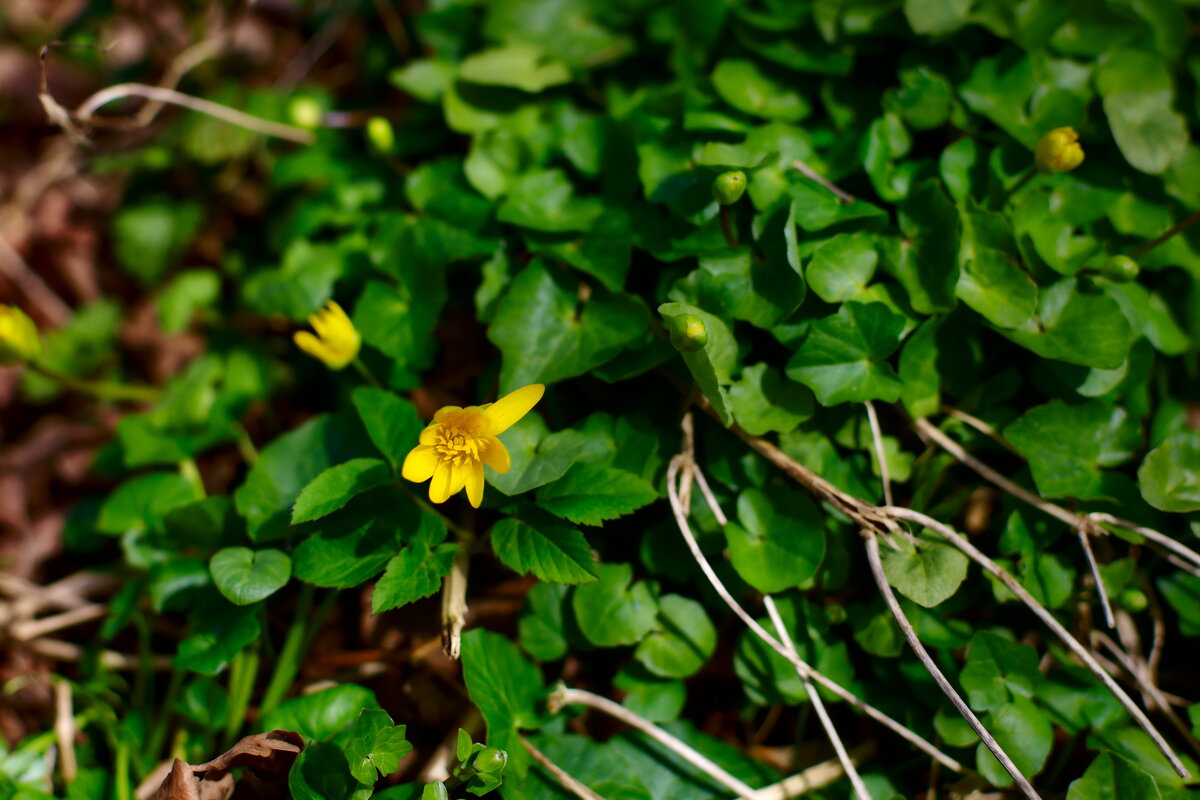 обои на рабочий стол(весна,нежно) - Артём Евтюхов